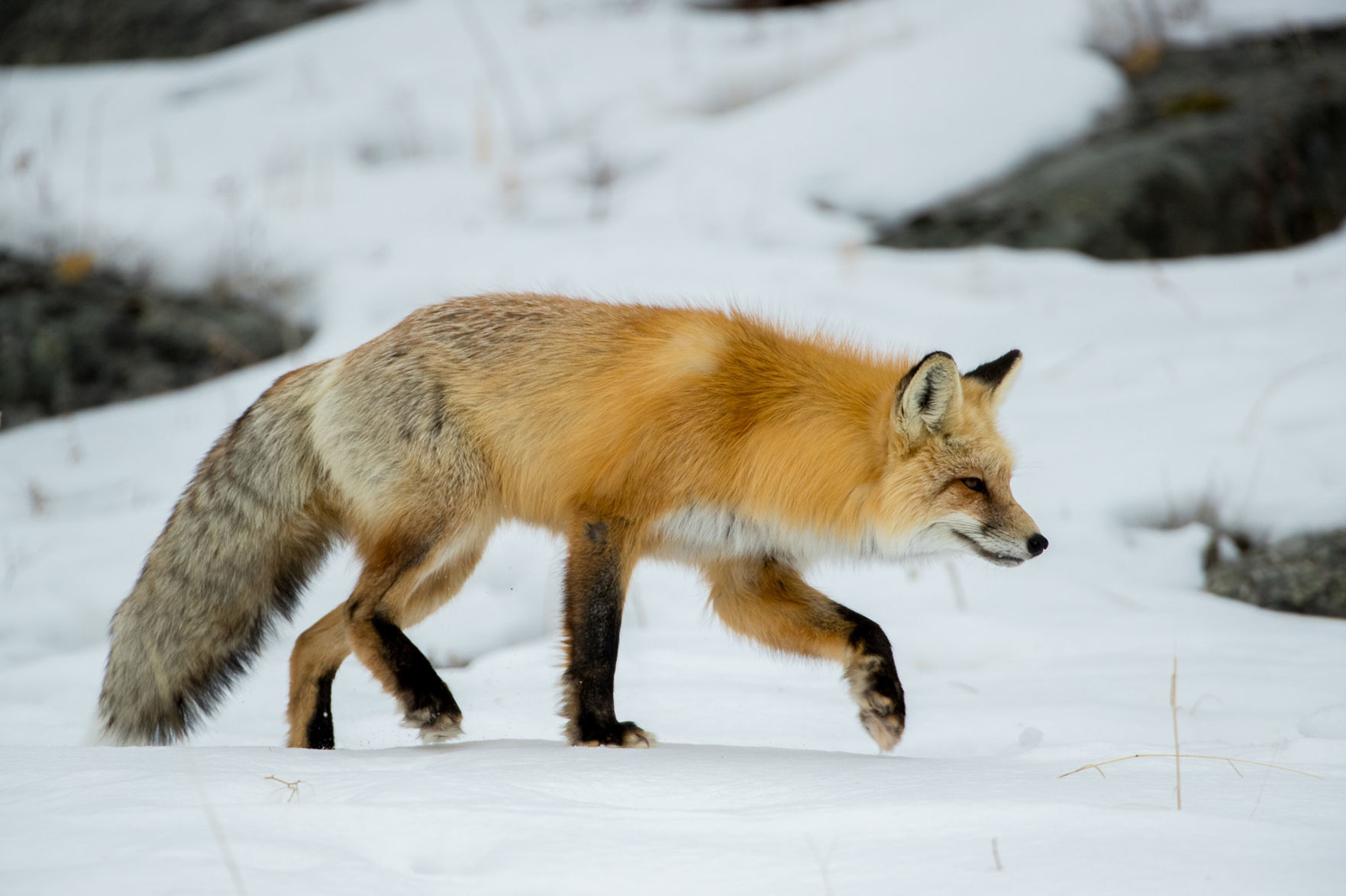 Red fox фото