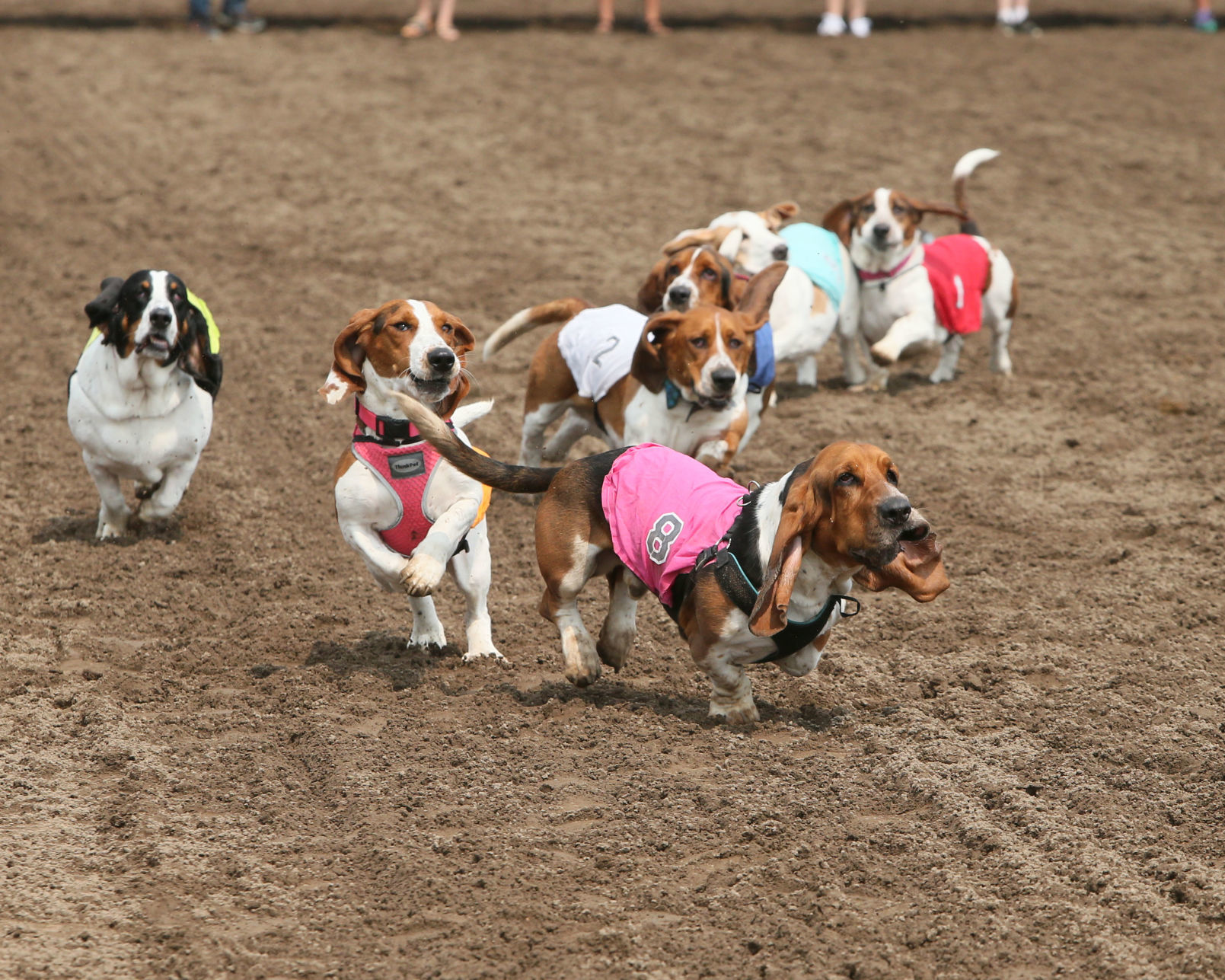 Basset Hounds take the track at 