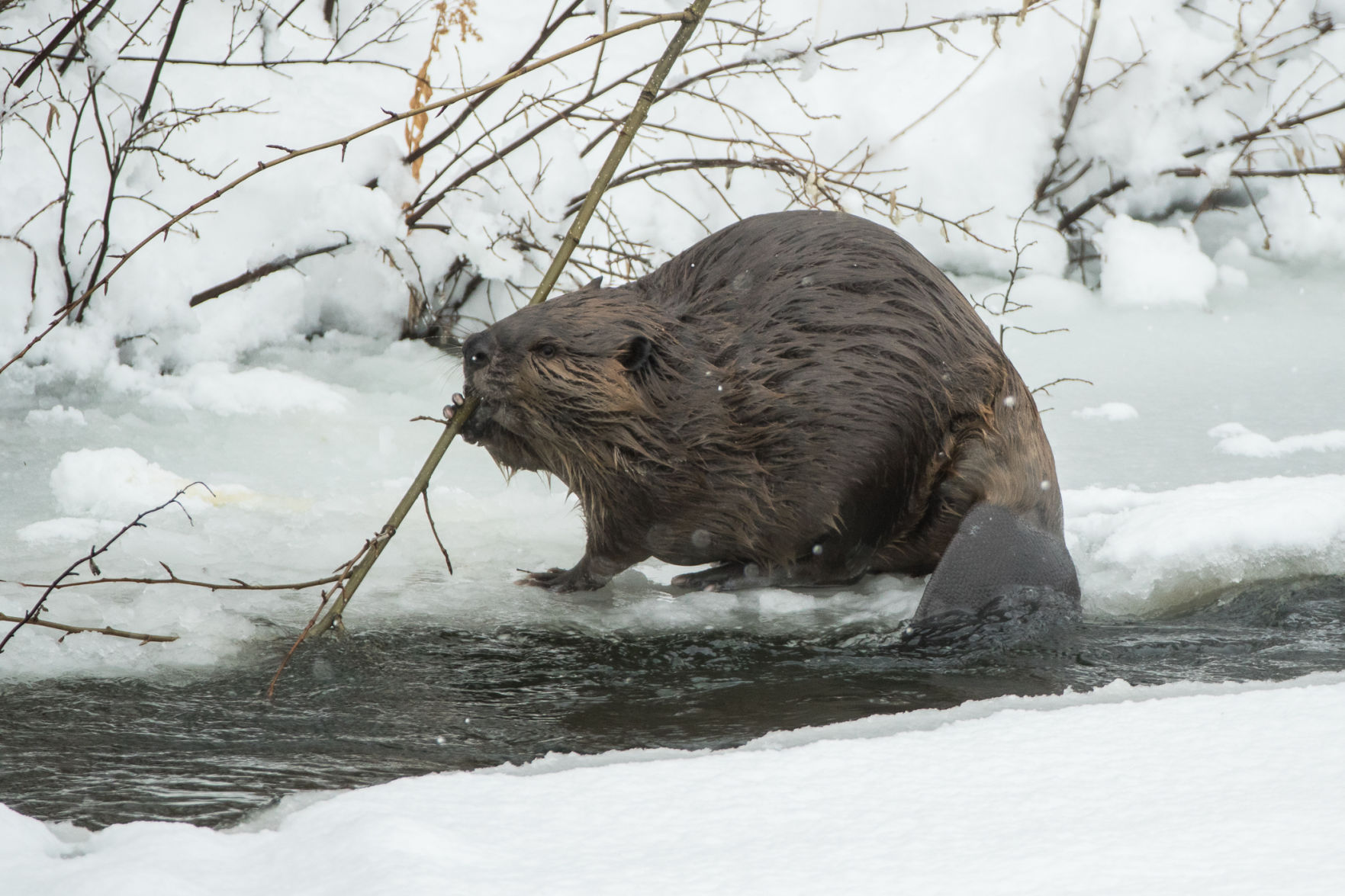 Hear the story about the American Beaver? It's a tail slapper