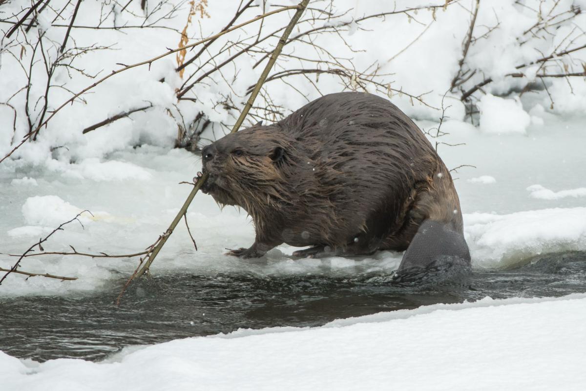 Beaver in snow, feeding on a tree