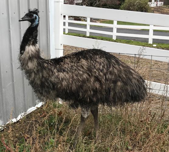Loose emu evades capture in Lakevillev_1N5nqFiRwB