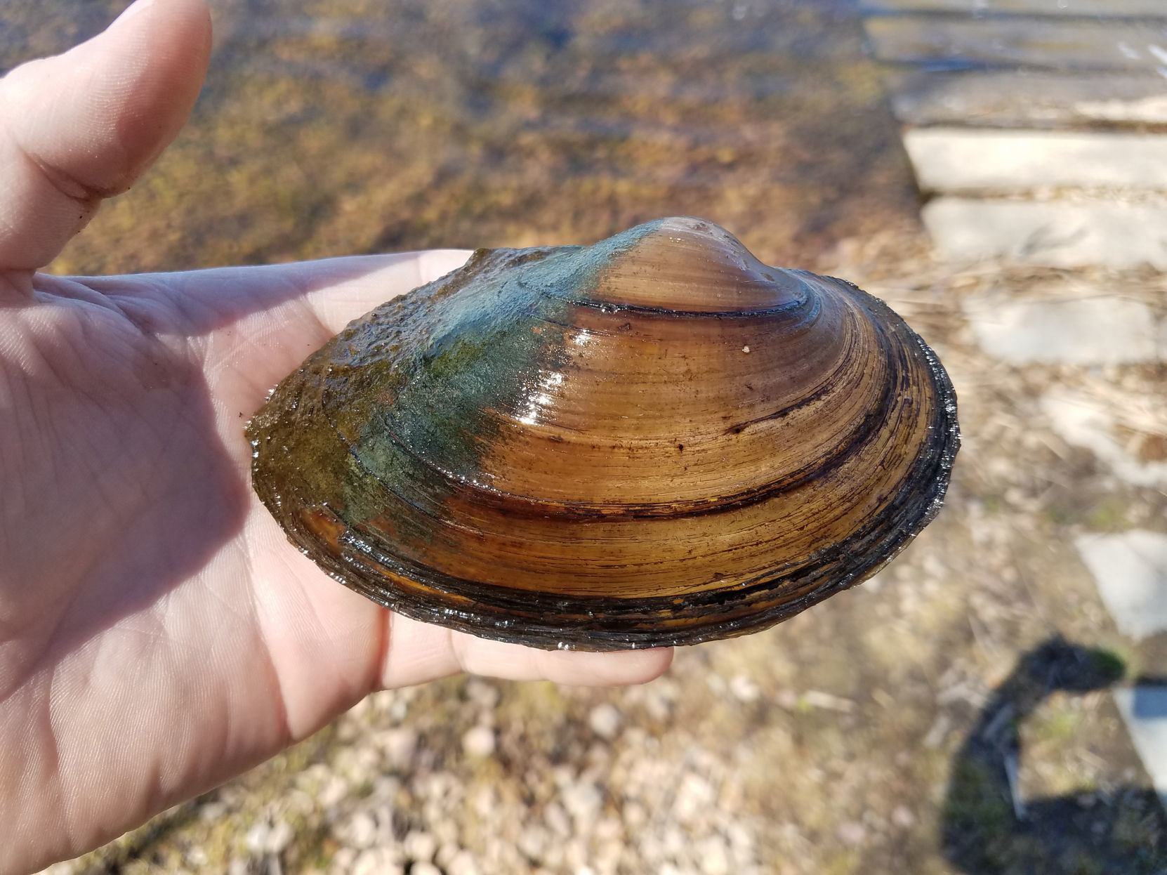 freshwater clams