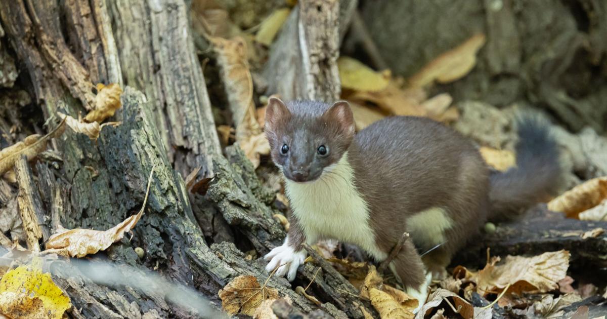 How do long-tailed weasels turn white? | Chanhassen Opinion |  
