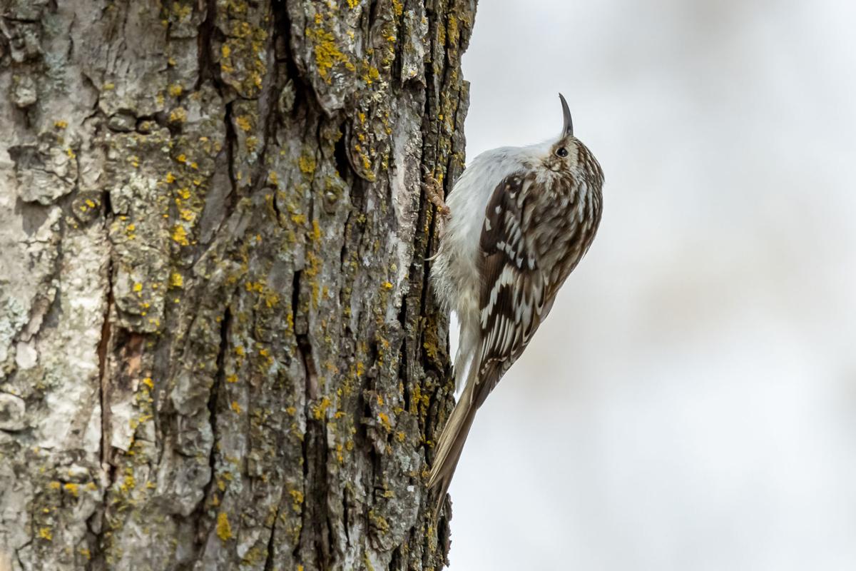 OUTDOORS: The 'most recognizable bird' in the world, Outdoors