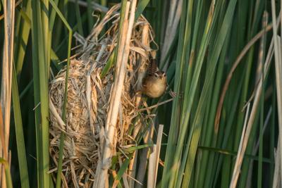 wren nest