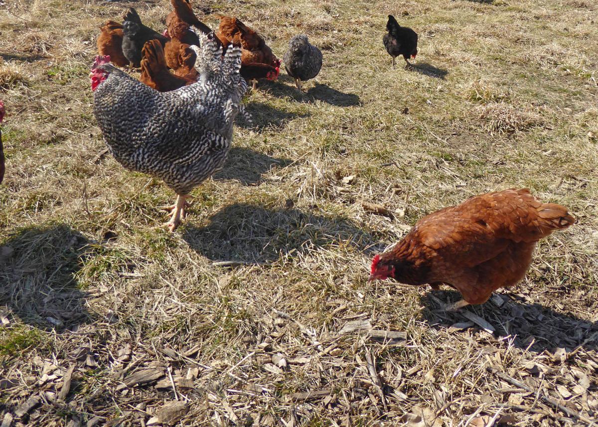 Eden Prairie City Council OKs Backyard Chickens Local