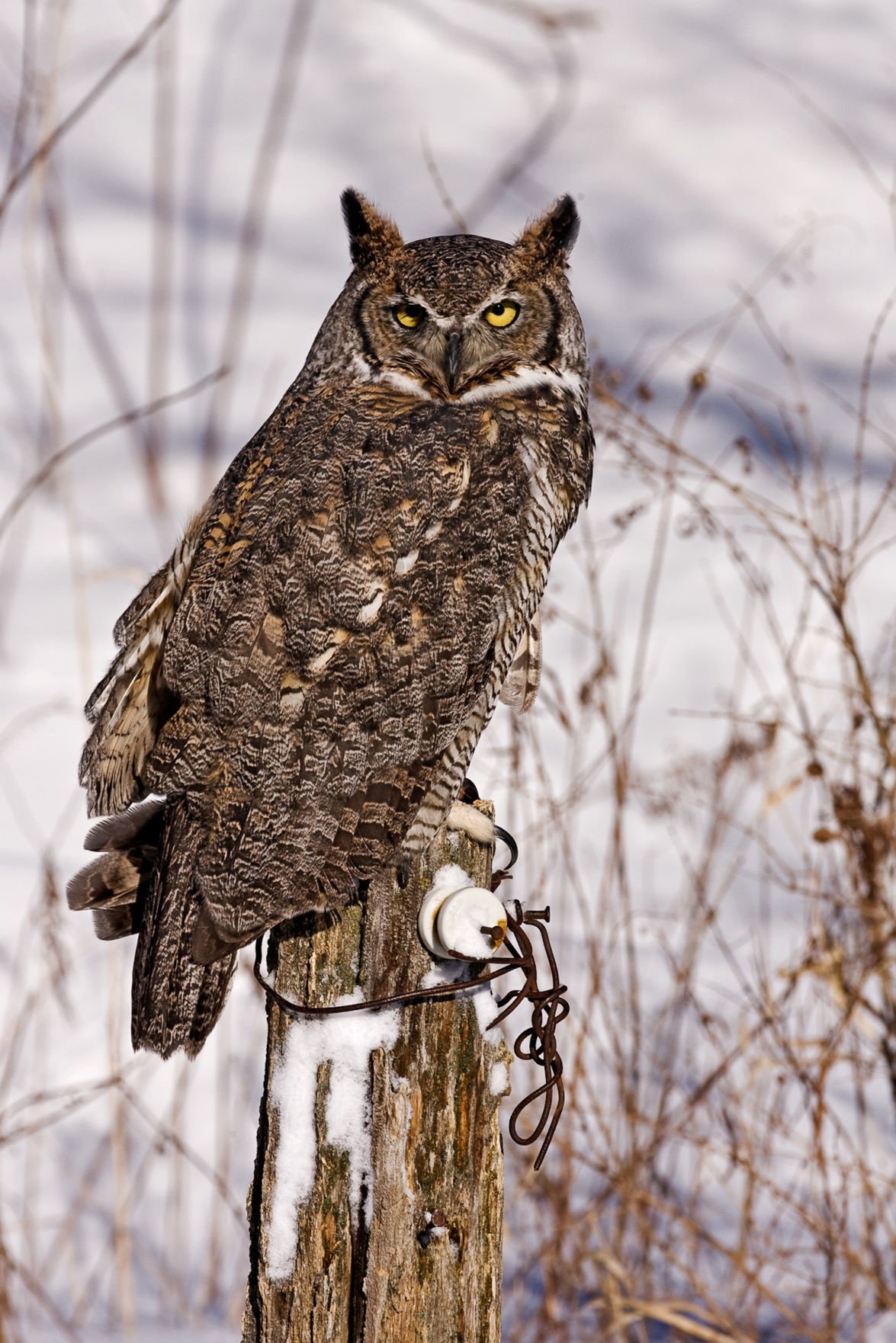 hoot about great horned owls 