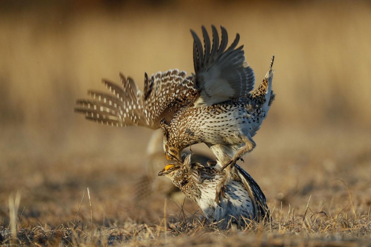 sharp tailed grouse flying