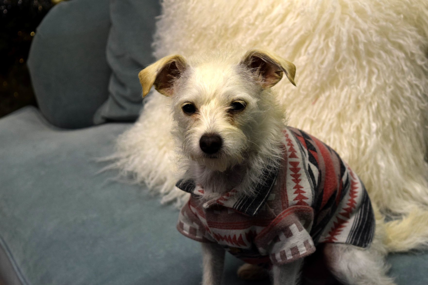 Shark tank shop dog sweater