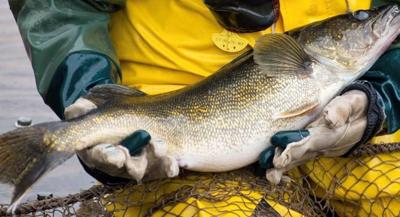 Ice Fishing Mille Lacs Lake Walleyes (2021) 