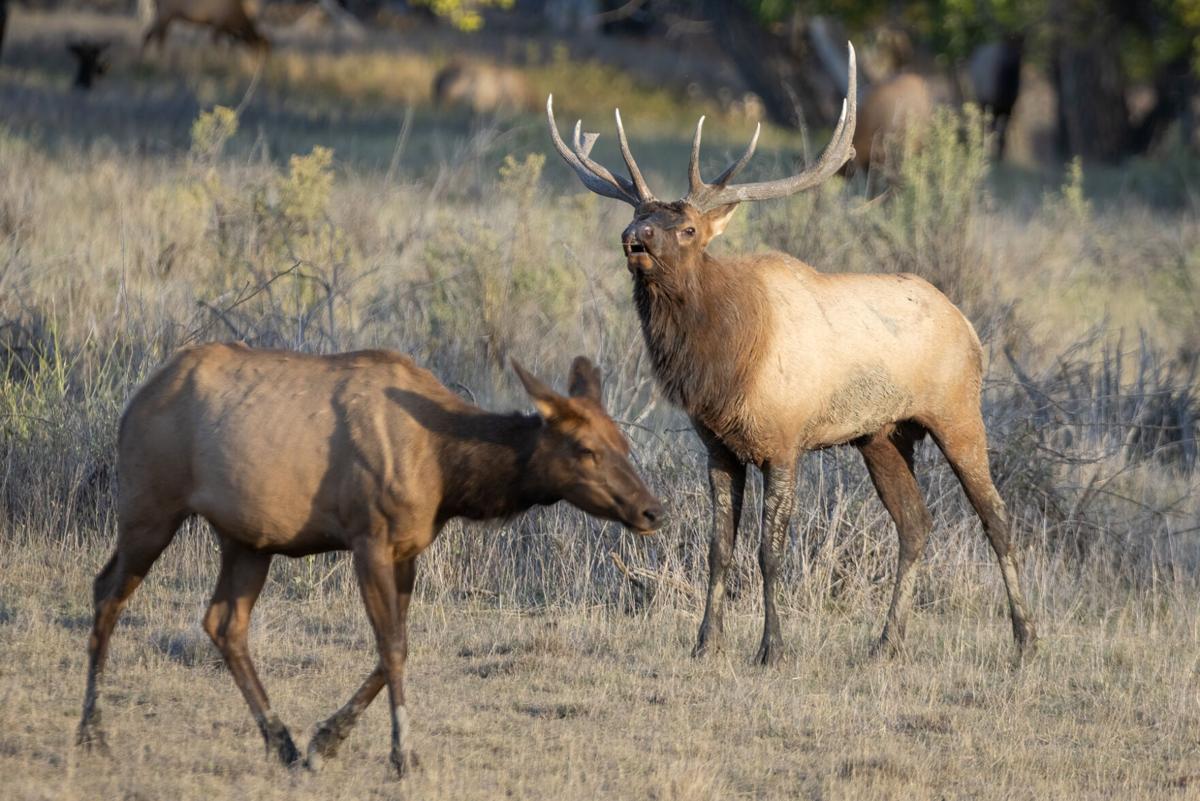 Elk, moose, wapiti — which name is correct? | Chanhassen Opinion |  