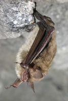 Threatened bat species found roosting in Scott County