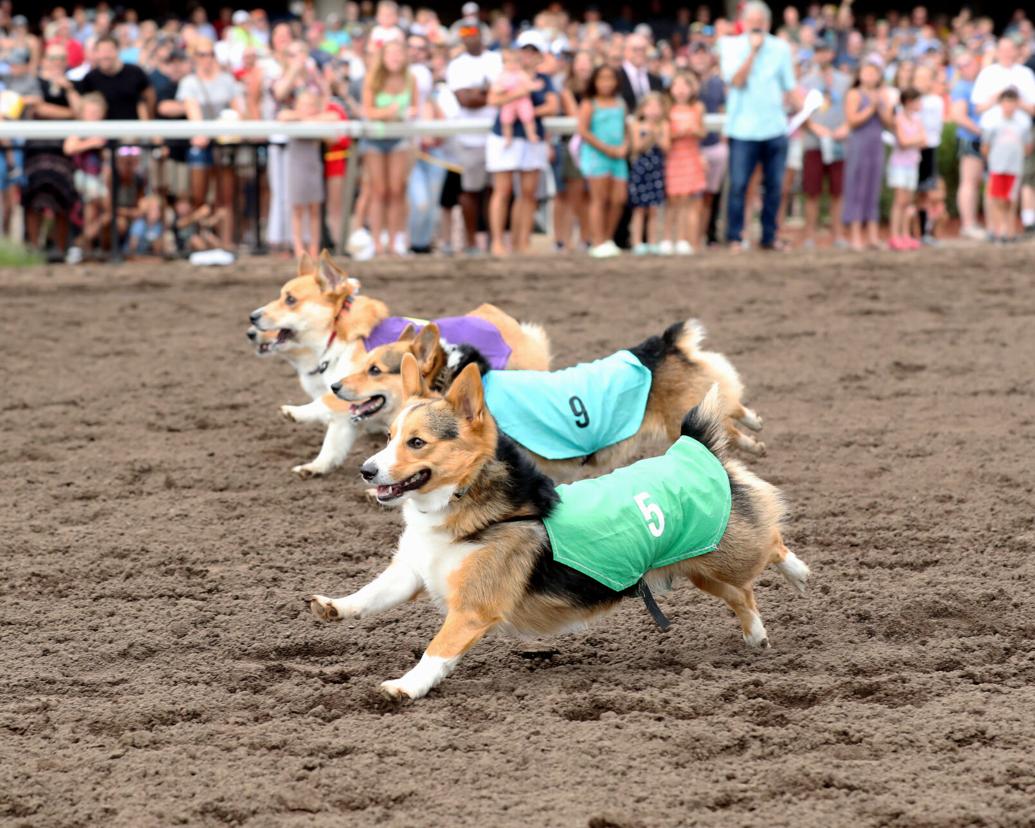 dogs race Sunday at Canterbury Park News Briefs