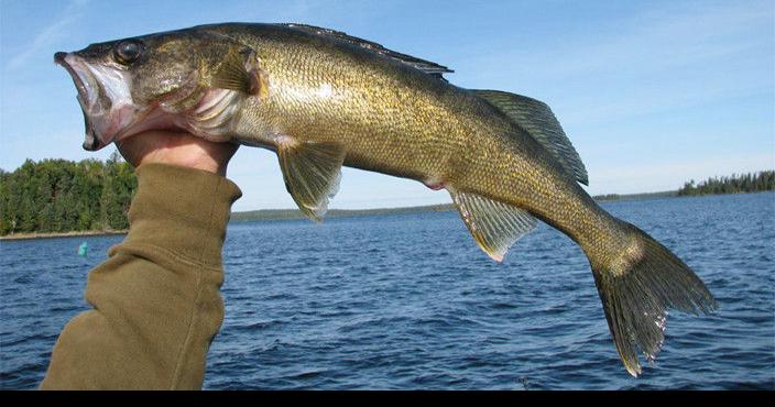 Stocking lakes with walleye, Savage Sports