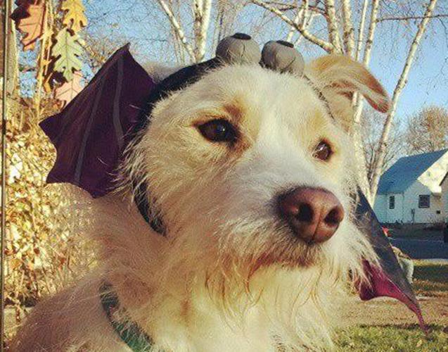 Celebrate 'Howl-o-ween' with Disney-themed pet costumes
