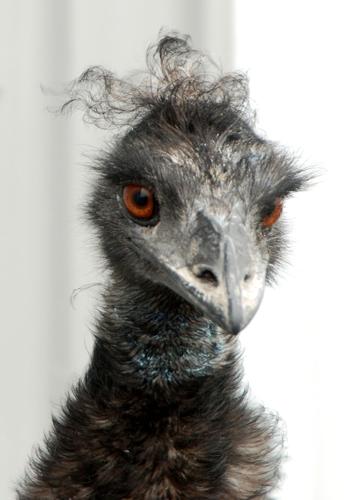 Loose emu evades capture in Lakevillev_1N5nqFiRwB