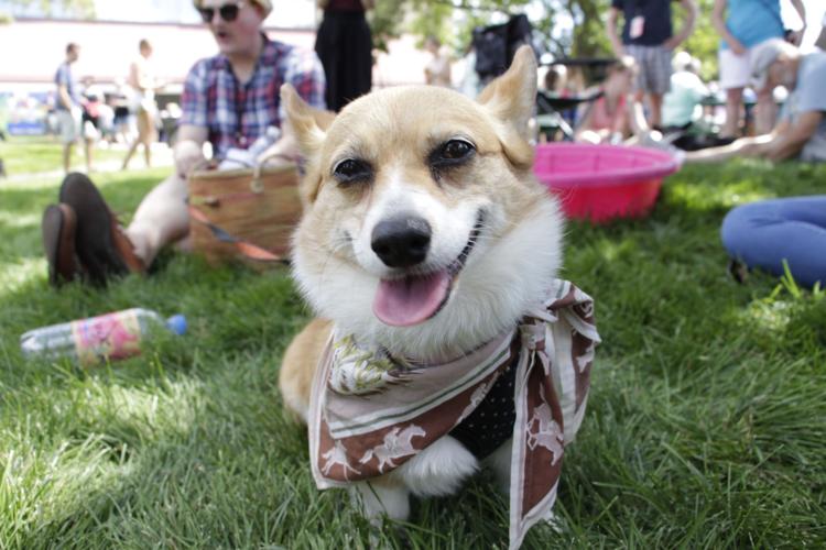 Pup at the Park day at Dodger Stadium : r/corgi