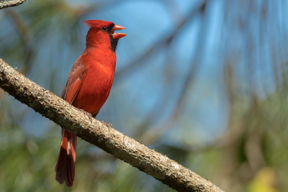 Attracting summer birds: Tailor the menu 