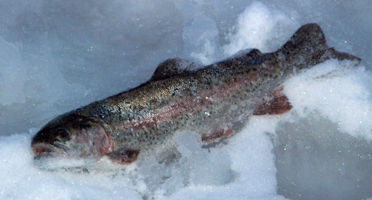 Stocked Ice Trout Once The Ceiling Freezes - In-Fisherman