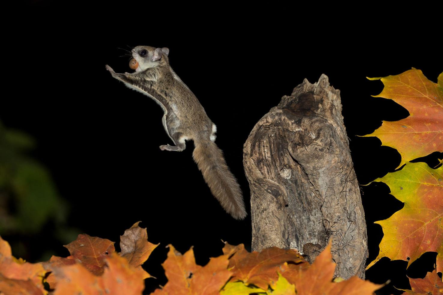 The amazing, adorable flying squirrel | Chanhassen Opinion