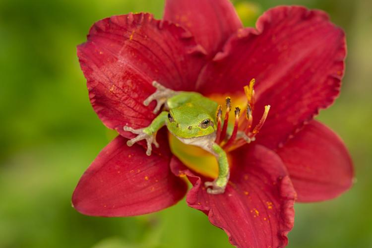 Tree frogs stick, glide and change color, Shakopee Opinion