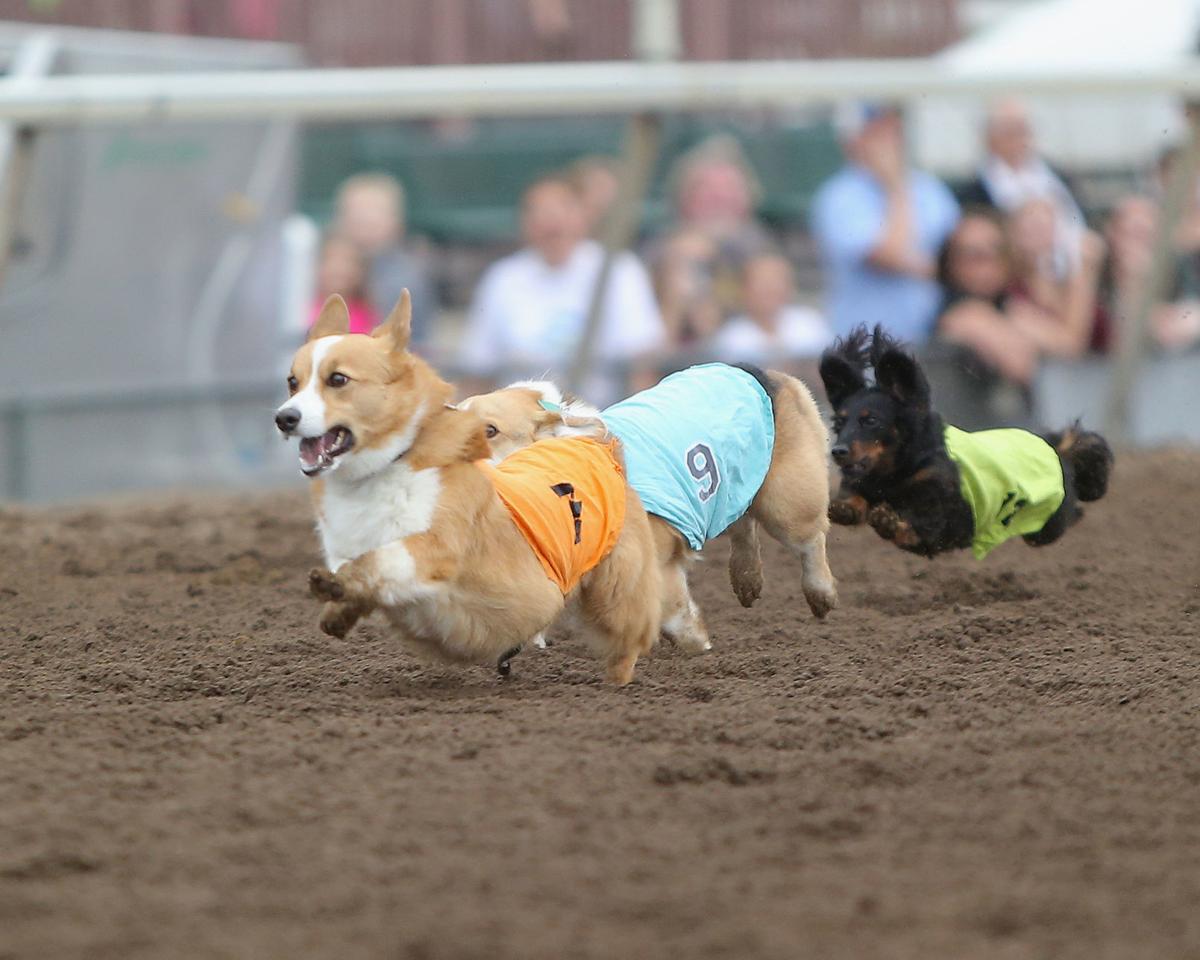 Top dogs duke it out at Canterbury Entertainment