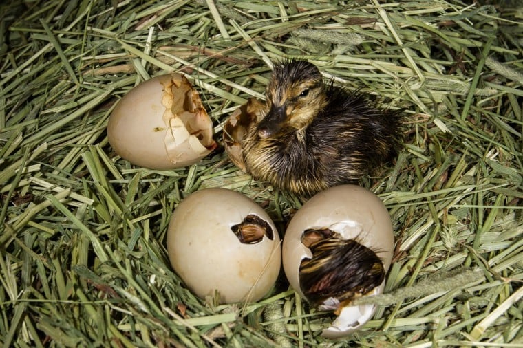 duck eggs hatching