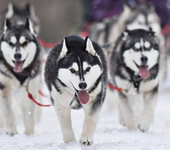 can 1 husky pull sled