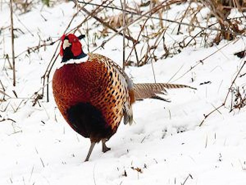 Minnesota pheasant prospects are bright now, should get brighter in the  future