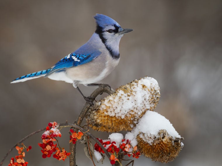 Nature Smart A Few Words In Defense Of The Blue Jay Savage Opinion Swnewsmedia Com