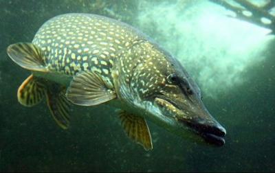 Northern pike anglers, spearers gear up for action, Prior Lake Sports