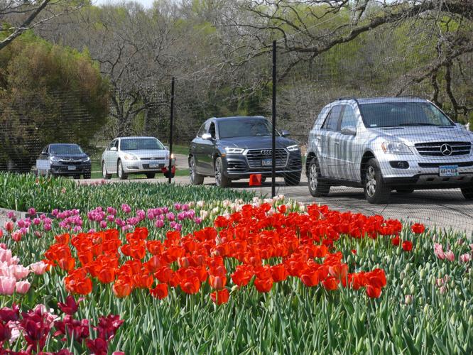 Showtime For Springtime At The, Minnesota Landscape Arboretum Membership