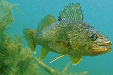 Walleye reproduction: Discuss it, Prior Lake Sports