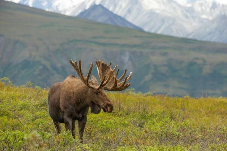 Finding Moose In Their Alaskan Habitat Discover Leisure