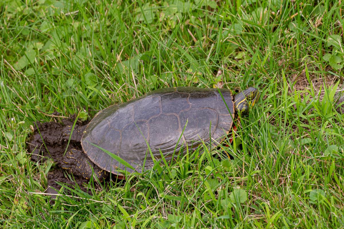 painted turtles laying eggs