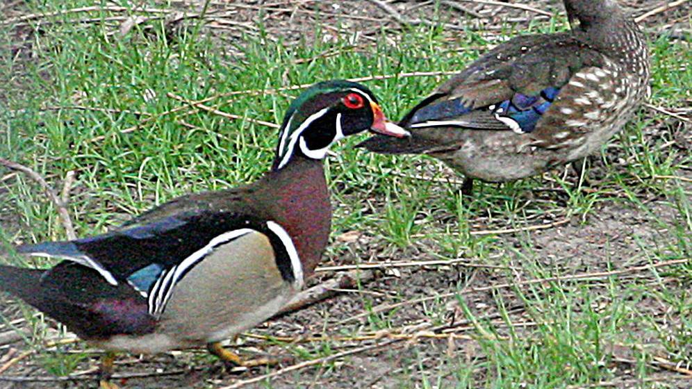 Wood Duck Boxes Early Wins The Race, Wood Duck House Plans Minnesota