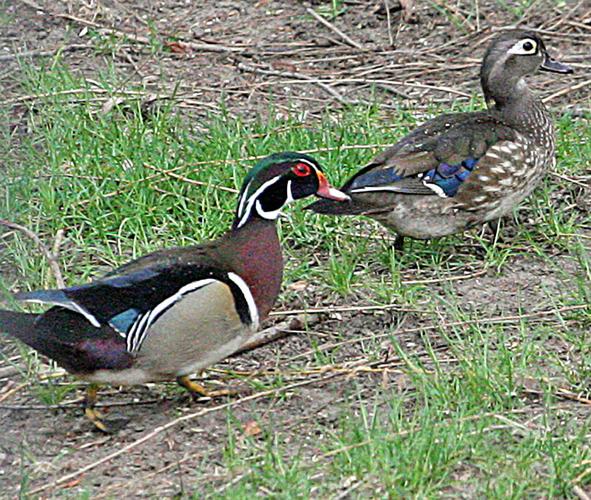 Ducks are quacking again, Herald Community Newspapers