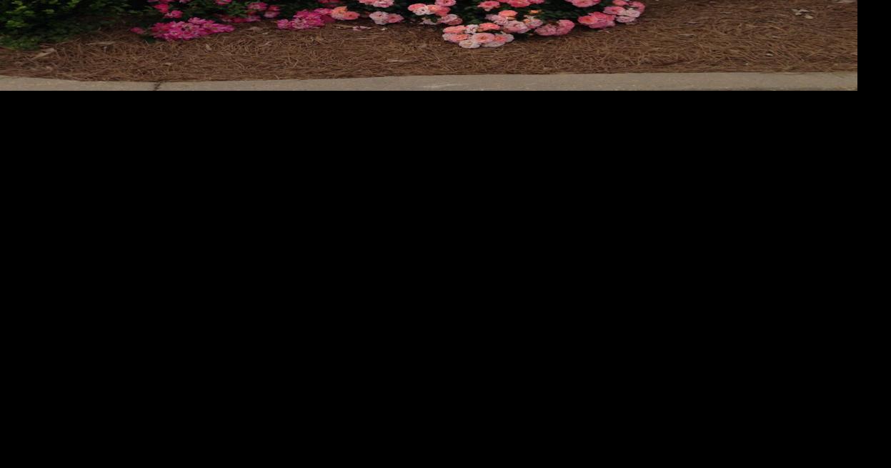 Gardening in Rankin County A different type of rose for Valentine’s ...