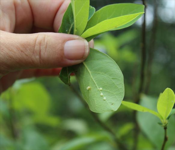 SMY 0810 BR eggs.jpg