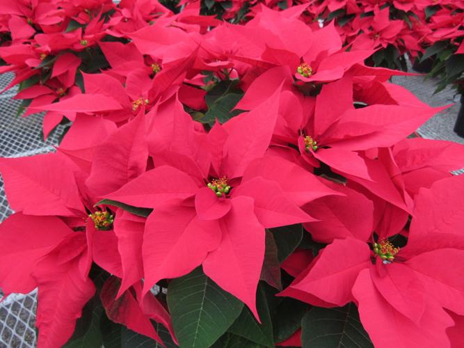 Indoor Farms Greenhouses