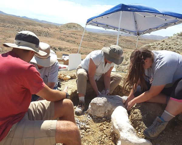 dinosaur dig in wyoming