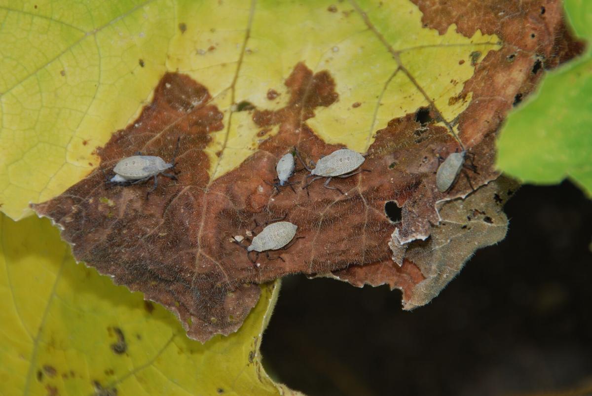 Myers Squash Bugs