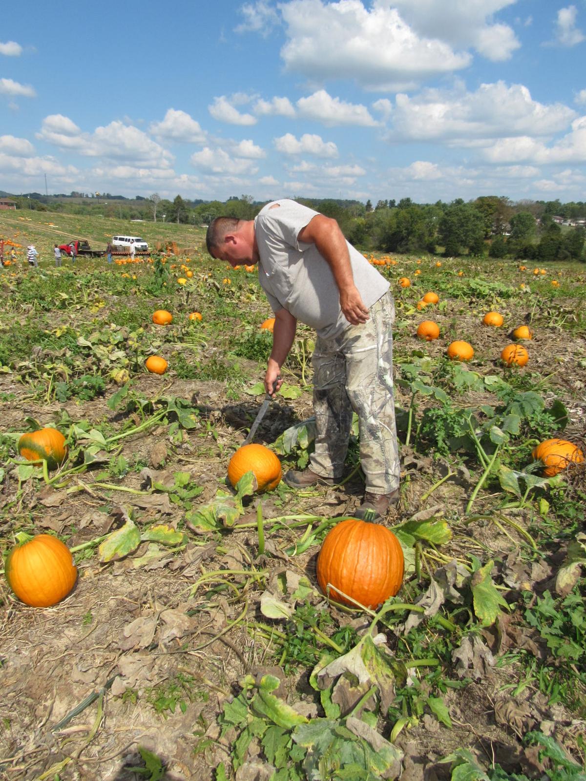 Pumpkins Prove Good Investment For Local Farmer News Swvatoday Com