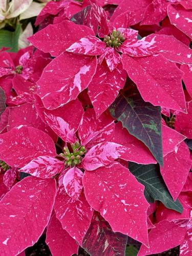 Myers poinsettia