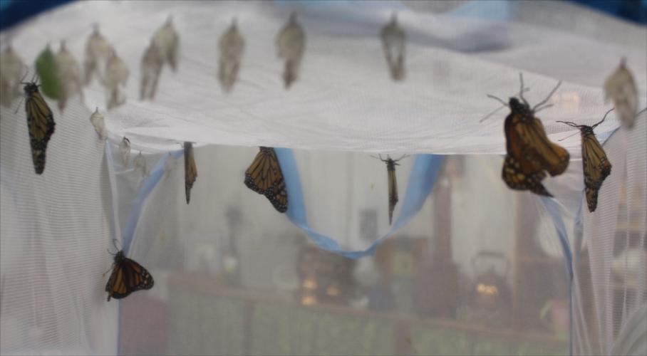 SMY 0810 BR emerging.jpg