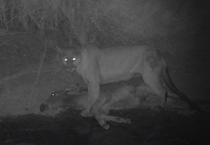 Mountain lion and donkey