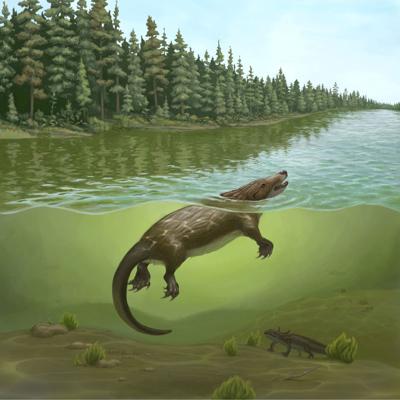 An artist’s reconstruction of Megacauda, a primitive mammal that lived about 165 million years ago during the Jurassic Period in China