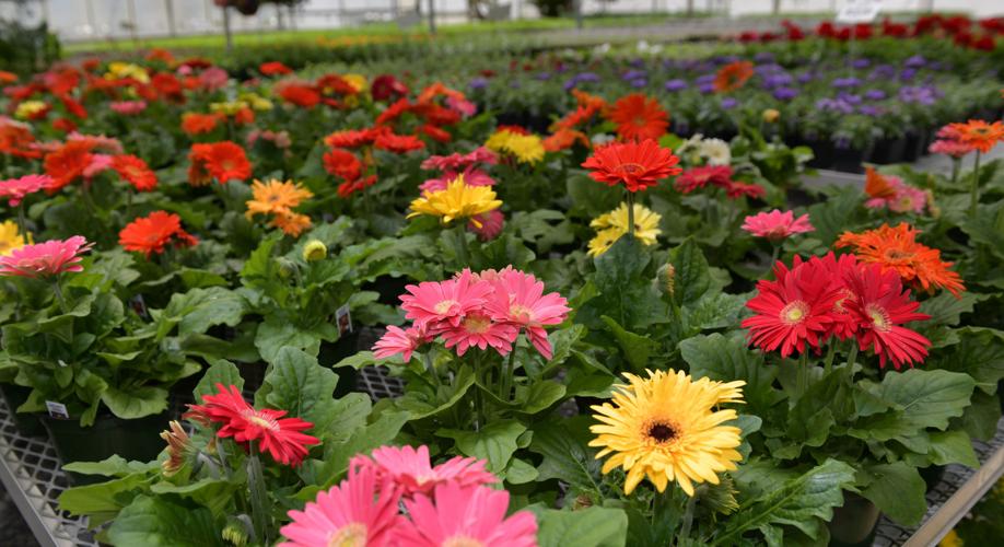 Indoor Farms Greenhouse