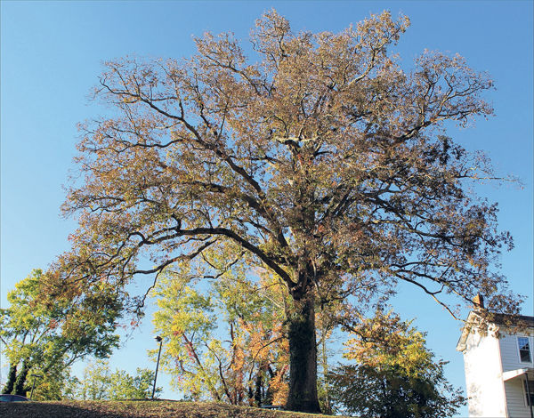 Marion's Crying Tree gets new lease on life | Smyth County News