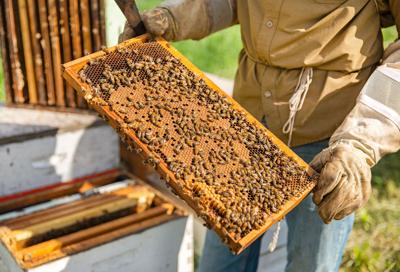 Issue No. 19: Honey in Omaha